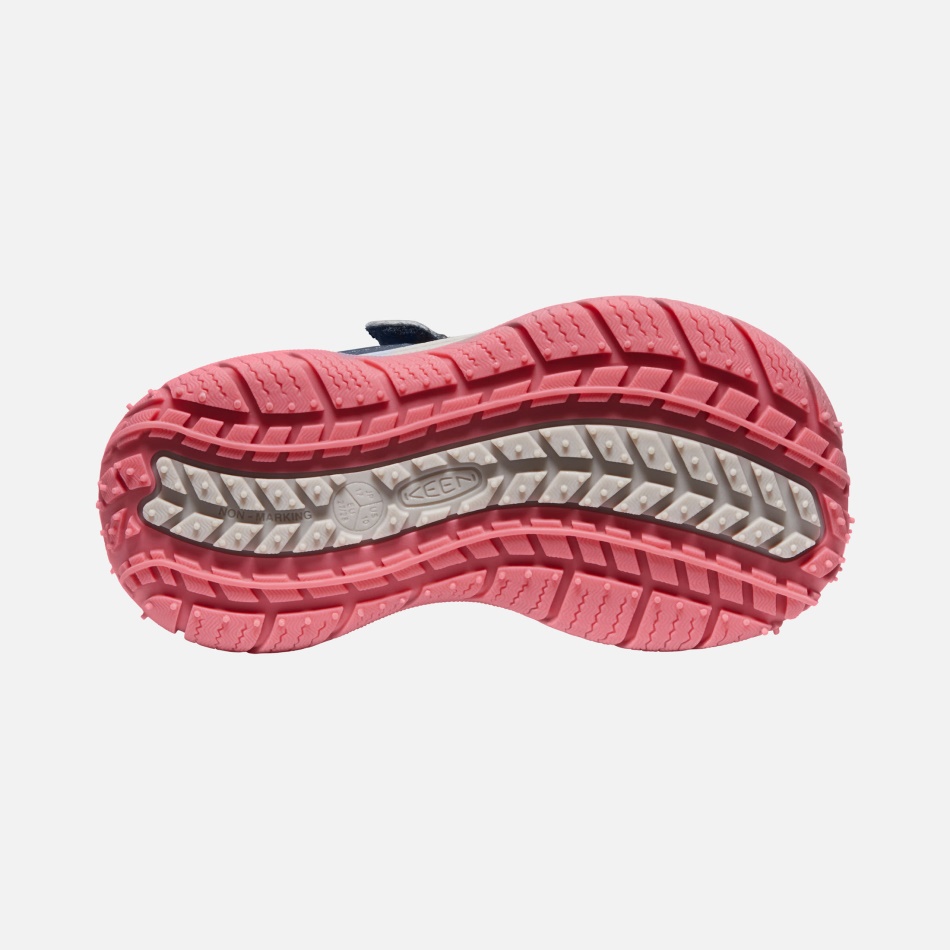 Blå Vinge Teal-fruit Due Små Børns Hurtighund Ivrig