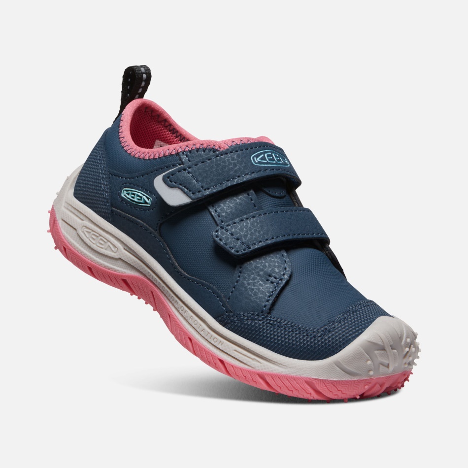 Blå Vinge Teal-fruit Due Små Børns Hurtighund Ivrig