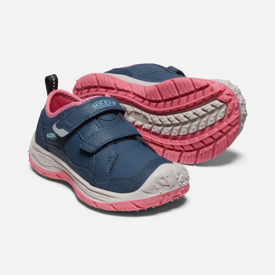 Blå Vinge Teal-fruit Due Små Børns Hurtighund Ivrig